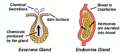 Which internal organ has both endocrine and exocrine functions?